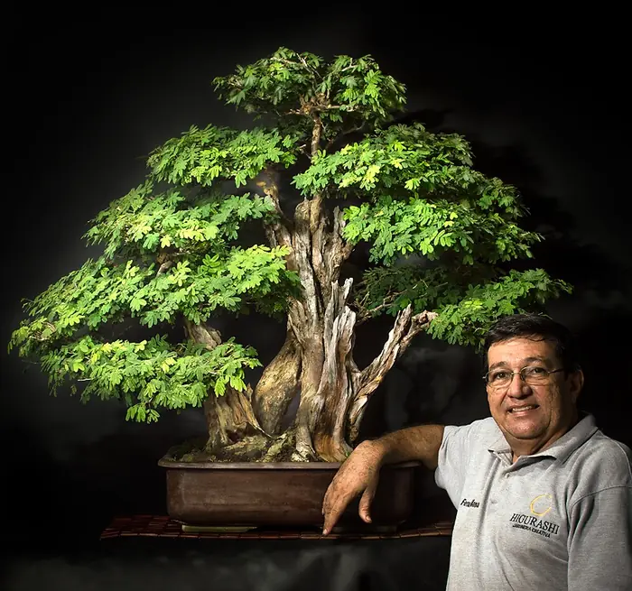 Fernando Moncada junto a uno de sus bonsáis